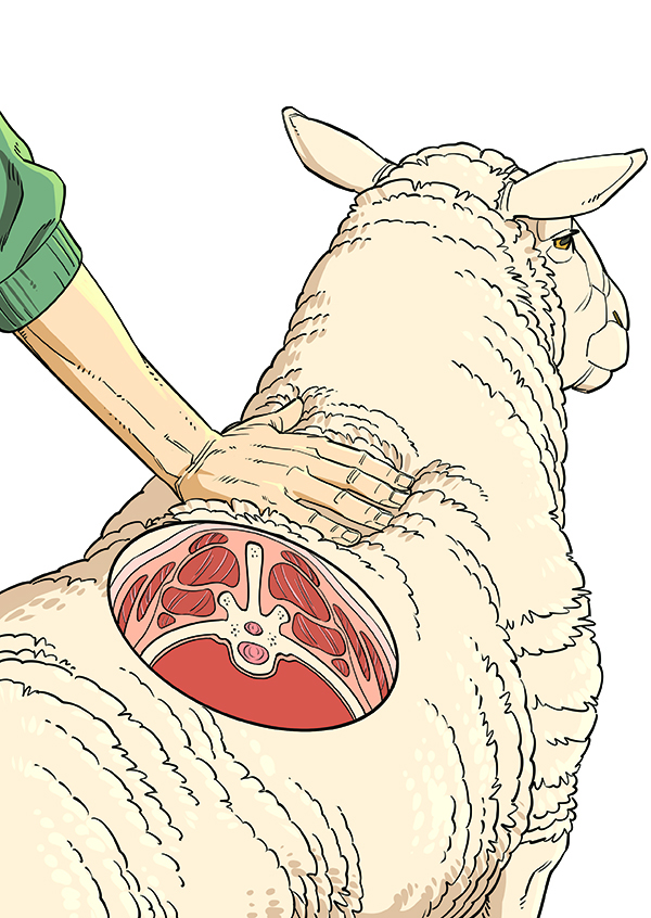 Drawing of someone assessing the shoulder conformation of a sheep.